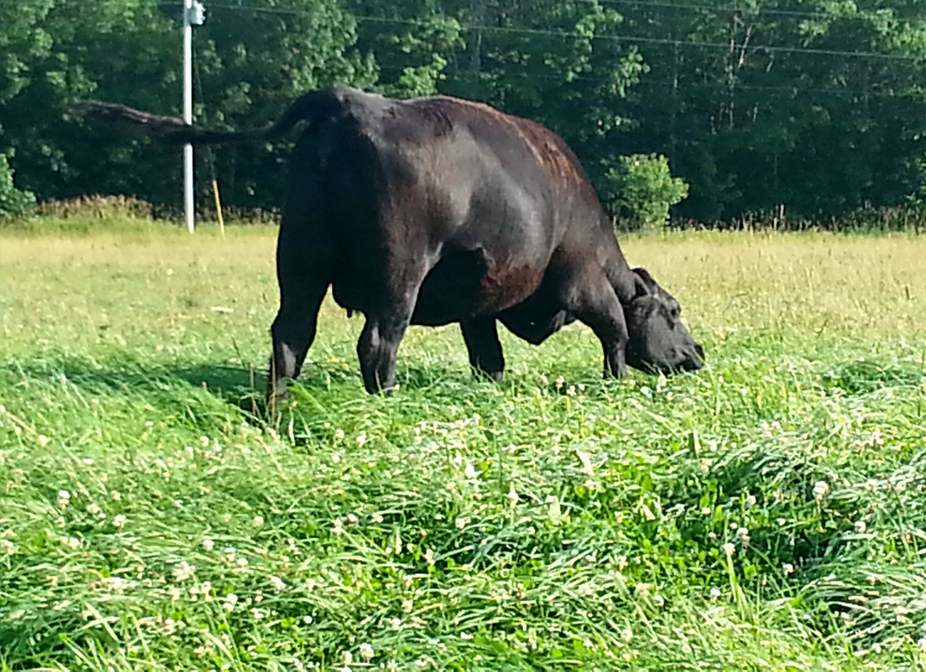 Hayfield pasture